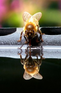 Reflection - 1st at  National Honey Show 2013 - Photo Penny Perry