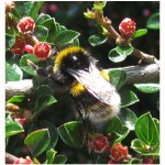 Bumblebee 5 - Photo by V Barnes 2009