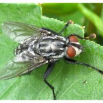 Hoverfly - Photo by V Barnes 2009