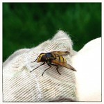 hoverfly hornet mimic resting on wrist of beesuit - Photo by P Perry