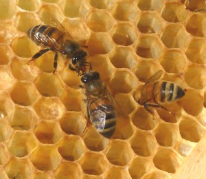 Tasting nectar - Photo P Perry 2013